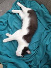 Fiyero - Photo 3