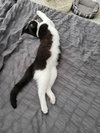 Fiyero - Photo 4