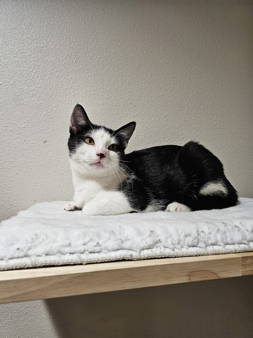 CARRIE UNDERWOOD - Domestic Short Hair / Domestic Short Hair available for adoption