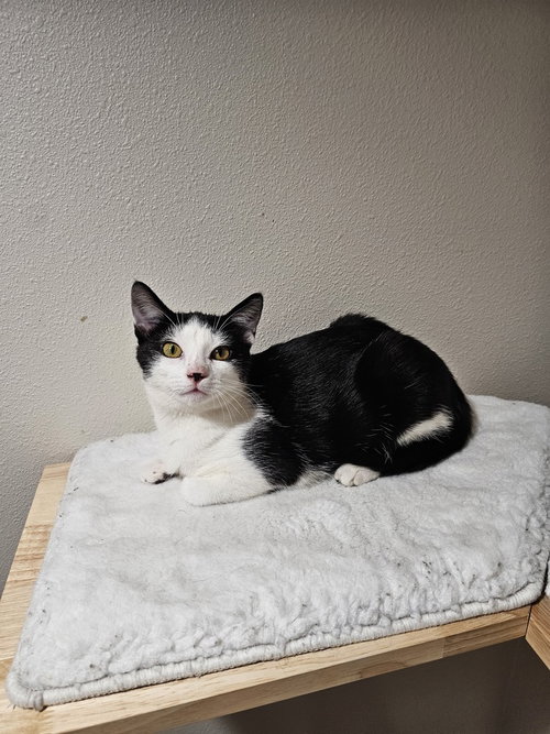 CARRIE UNDERWOOD - Domestic Short Hair / Domestic Short Hair available for adoption