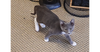 adoptable Cat in  named Slate