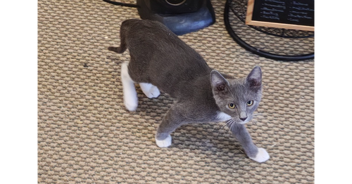 SLATE - Domestic Short Hair / Domestic Short Hair available for adoption