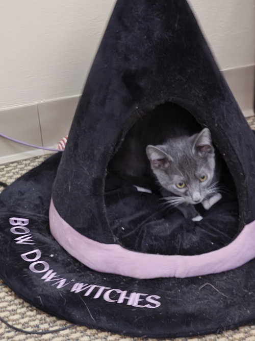 SLATE - Domestic Short Hair / Domestic Short Hair available for adoption