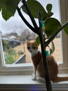 Dandy Andy - Photo 2