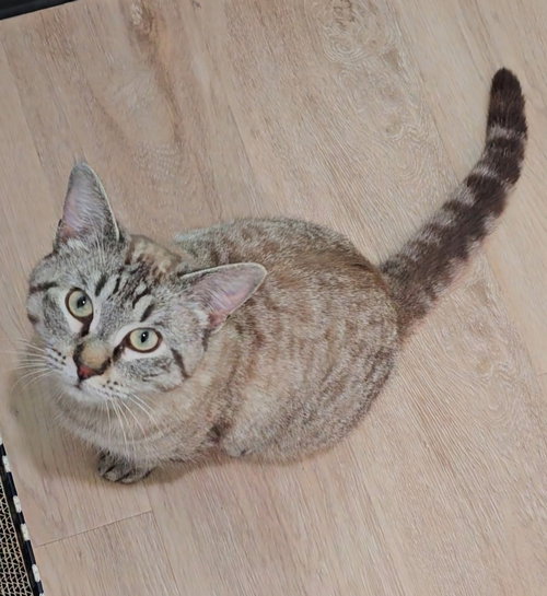 IMPRESSION - Domestic Short Hair / Siamese available for adoption