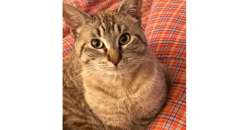 IMPRESSION - Domestic Short Hair / Siamese available for adoption