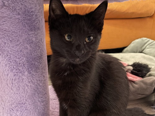 MYSTIQUE - Domestic Short Hair / Domestic Short Hair available for adoption