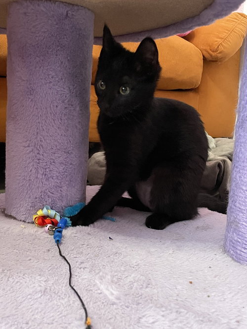 MYSTIQUE - Domestic Short Hair / Domestic Short Hair available for adoption