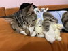 adoptable Cat in  named Oatmilk