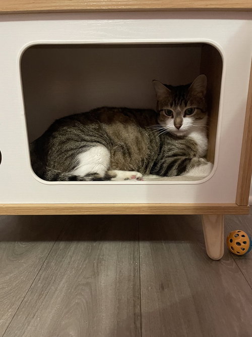 OATMILK - Domestic Short Hair / Domestic Short Hair available for adoption