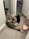 Oatmilk - Photo 4