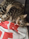 adoptable Cat in  named Rosie
