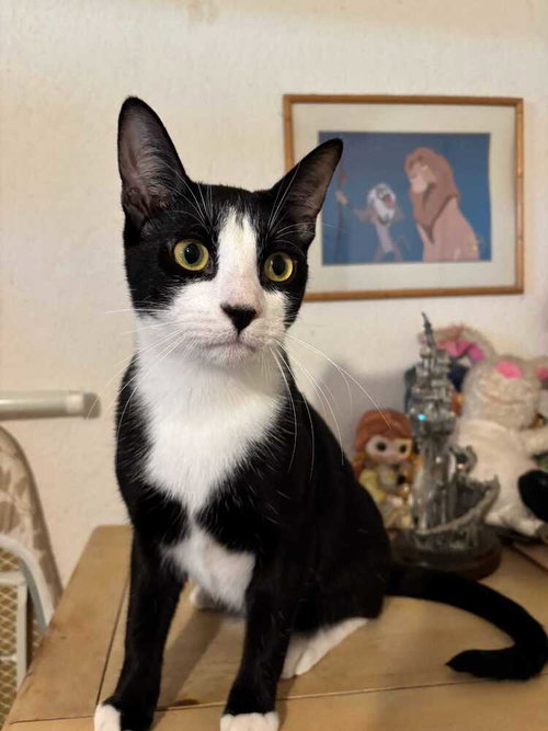 ANTHONY BRIDGERTON - Domestic Short Hair / Domestic Short Hair available for adoption