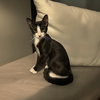 Anthony Bridgerton - Photo 4