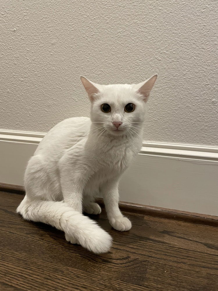 adoptable Cat in Dallas, TX named Ava