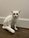 adoptable Cat in  named Ava