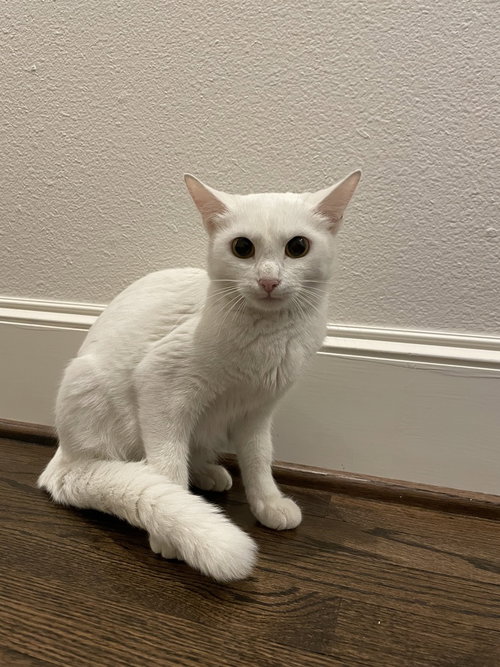 AVA - Domestic Short Hair / Domestic Short Hair available for adoption