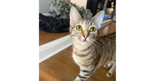 PATI - Domestic Short Hair / Domestic Short Hair available for adoption