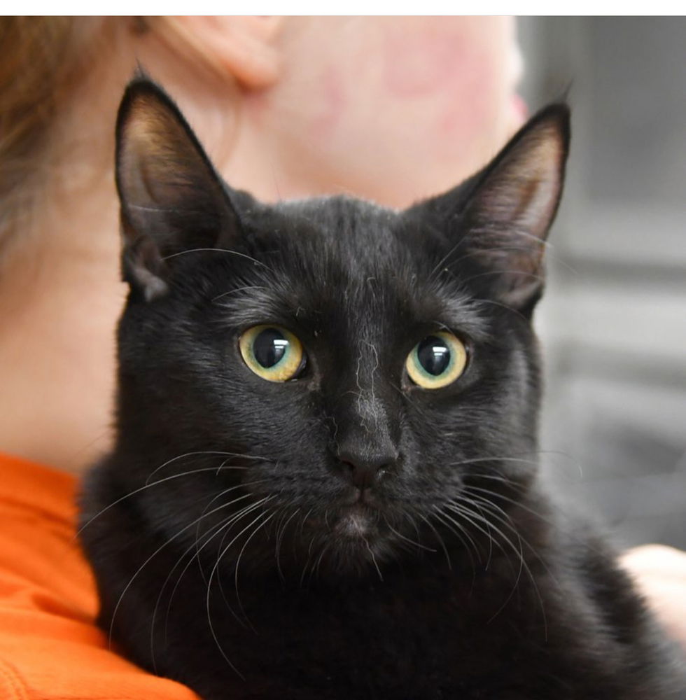 adoptable Cat in Dallas, TX named Marsh
