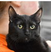adoptable Cat in  named Marsh