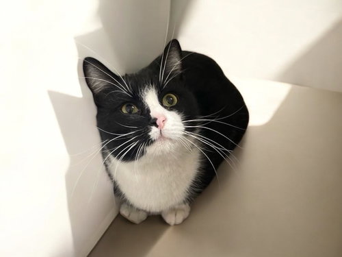 HANSEL - Domestic Short Hair / Domestic Short Hair available for adoption