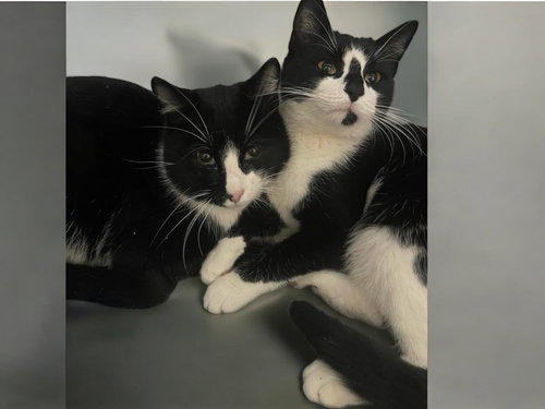 HANSEL - Domestic Short Hair / Domestic Short Hair available for adoption