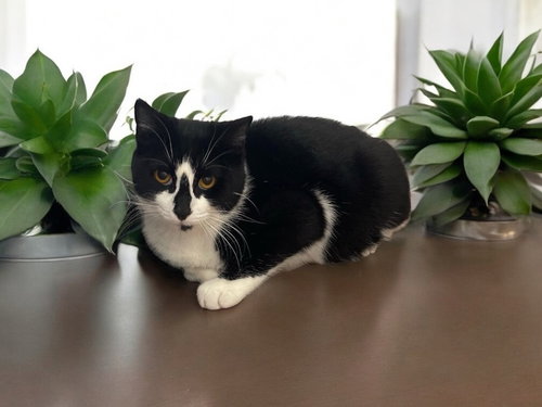 GRETEL - Domestic Short Hair / Domestic Short Hair available for adoption