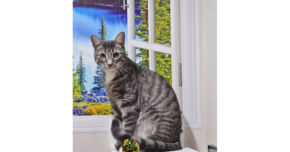 adoptable Cat in Dallas, TX named Comet