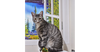 adoptable Cat in  named Comet