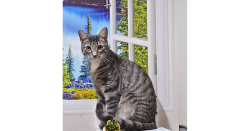 COMET - Domestic Short Hair / Domestic Short Hair available for adoption