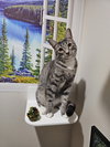 Comet - Photo 3