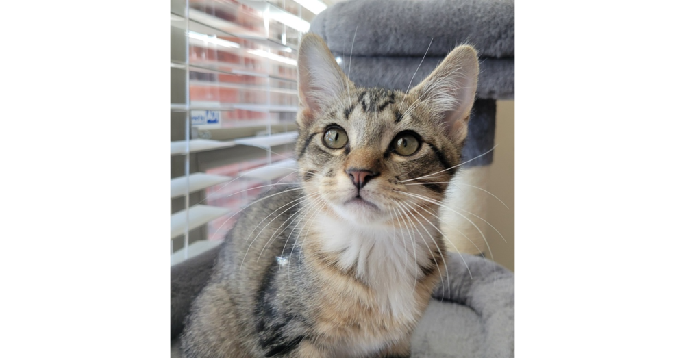 adoptable Cat in Dallas, TX named Luca