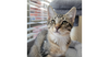 adoptable Cat in  named Luca