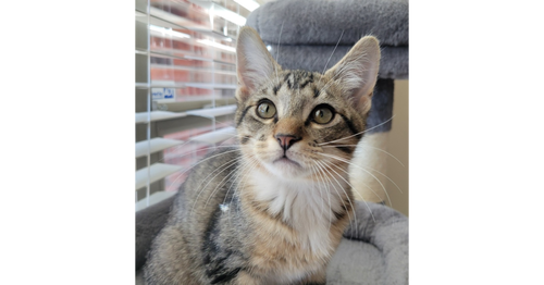 LUCA - Domestic Short Hair / Domestic Short Hair available for adoption