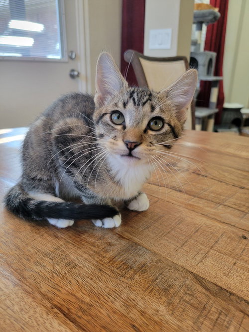 LUCA - Domestic Short Hair / Domestic Short Hair available for adoption
