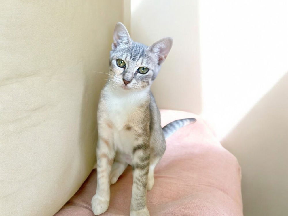 adoptable Cat in Dallas, TX named Quinn