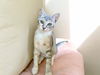 adoptable Cat in dallas, TX named Quinn