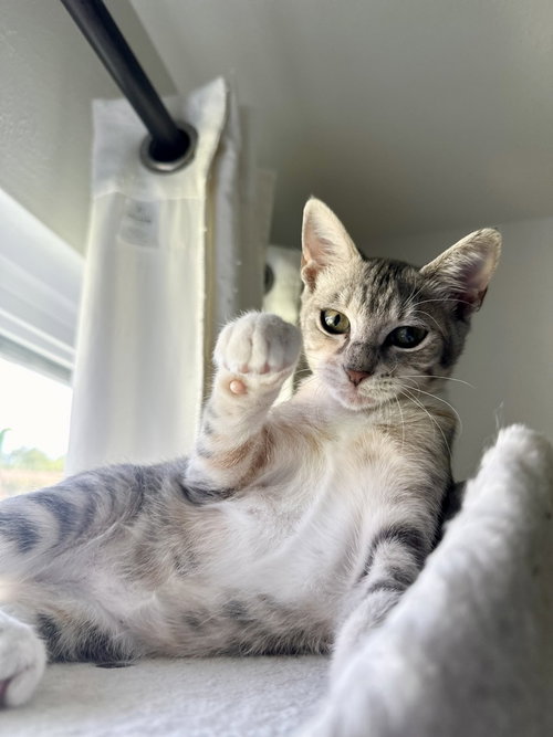 QUINN - Domestic Short Hair / Domestic Short Hair available for adoption