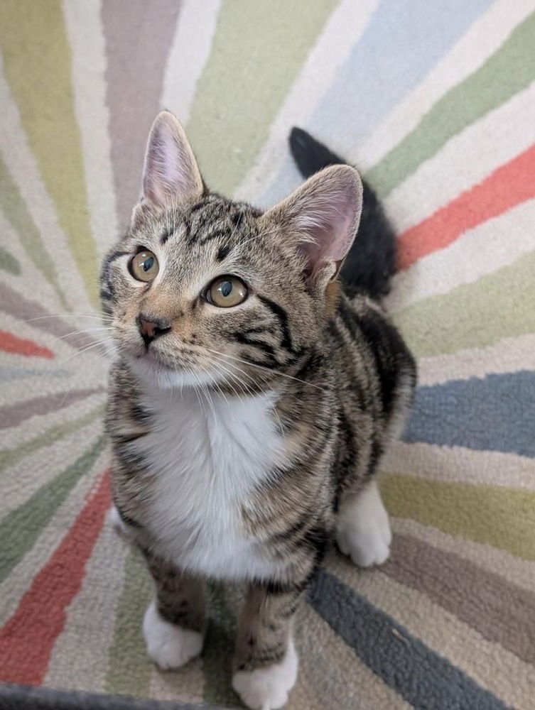 adoptable Cat in Dallas, TX named BB