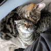BB - Photo 2