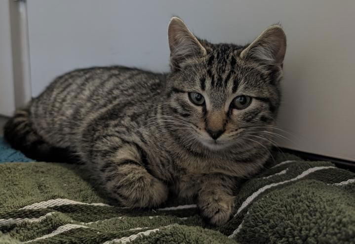 adoptable Cat in Dallas, TX named Linus