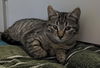 adoptable Cat in  named Linus