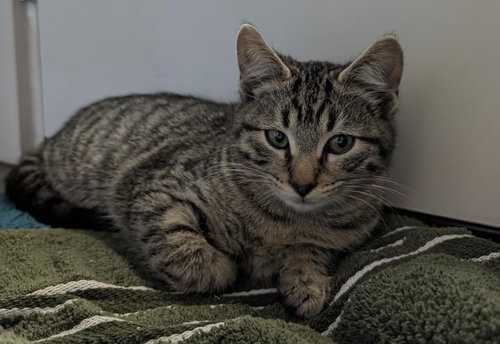 LINUS - Domestic Short Hair / Domestic Short Hair available for adoption