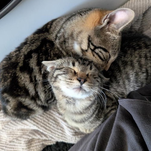 LINUS - Domestic Short Hair / Domestic Short Hair available for adoption