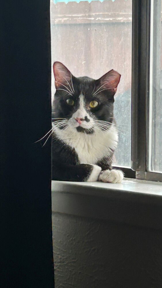 adoptable Cat in Dallas, TX named Felix