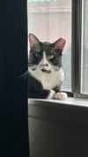 adoptable Cat in  named Felix