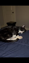 Felix - Photo 4