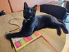 adoptable Cat in  named Frasier