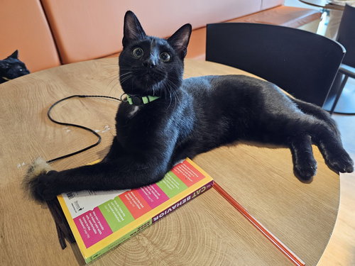 FRASIER - Domestic Short Hair / Domestic Short Hair available for adoption