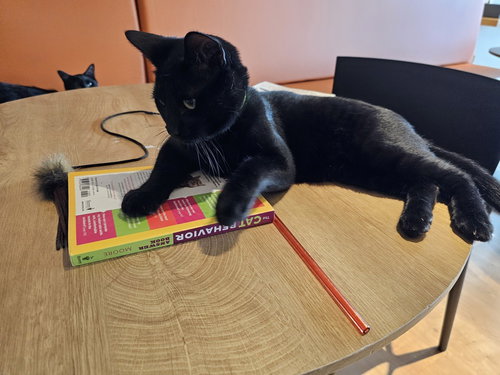FRASIER - Domestic Short Hair / Domestic Short Hair available for adoption